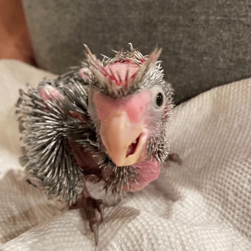 cockatoo baby hand feeding lmbtx