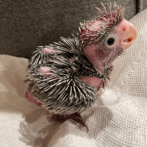 galah cockatoo baby lmbtx