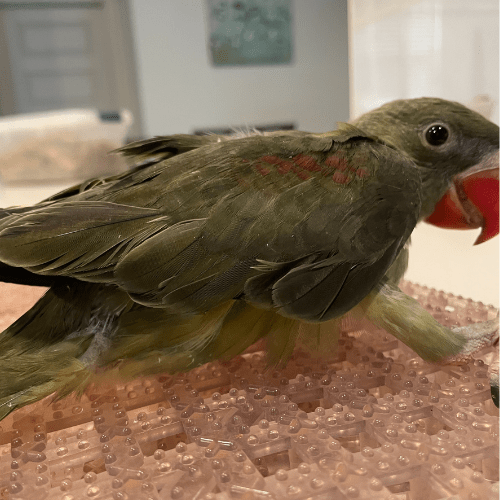 hand feeding rare alexandrine baby lmbtx