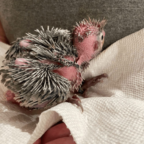 rose breasted cockatoo baby lmbtx