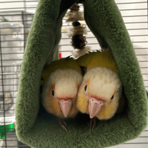 sun cheek conure lmbtx