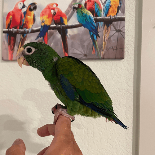 baby pionus lmbtx