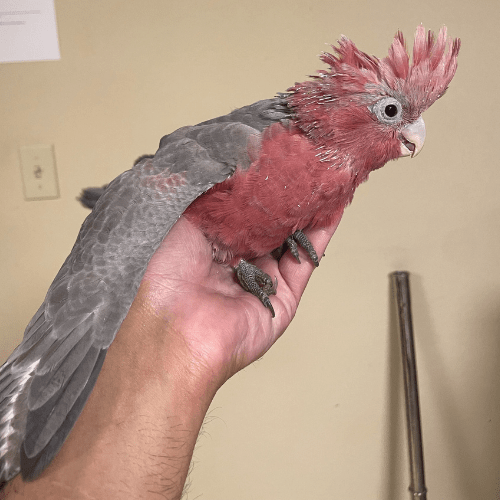 baby rose breasted galah cockatoo lmbtx