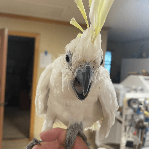 baby sulphur crested cockatoo lmbtx