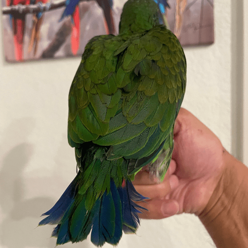 baby white cap pionus lmbtx