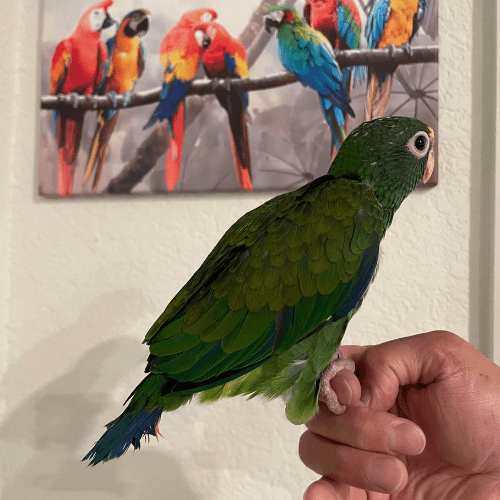 rare pionus lmbtx