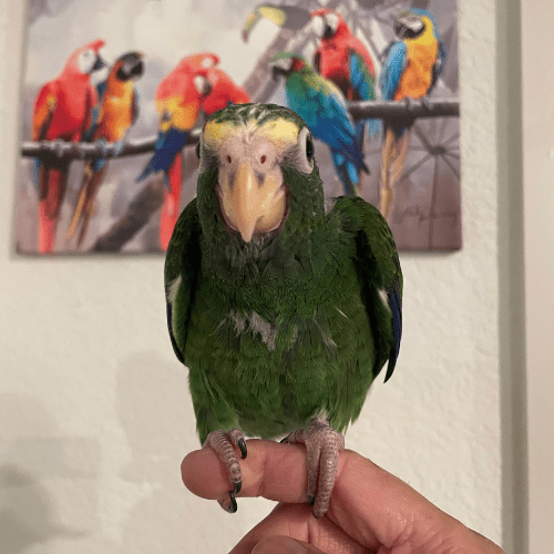 white cap pionus lmbtx