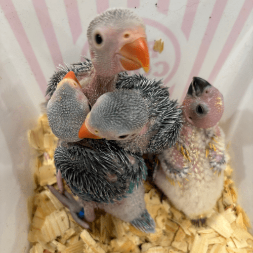 hand feeding indian ringneck babies lmbtx