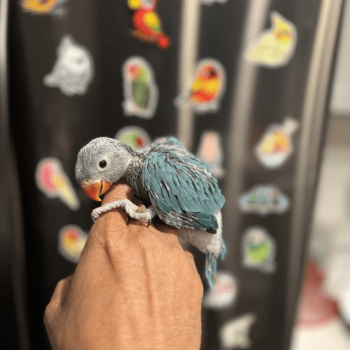 Blue Male indian ringneck baby lmbtx