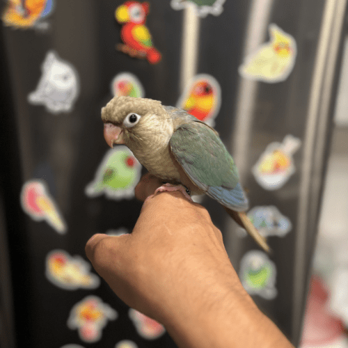 baby green cheek conure