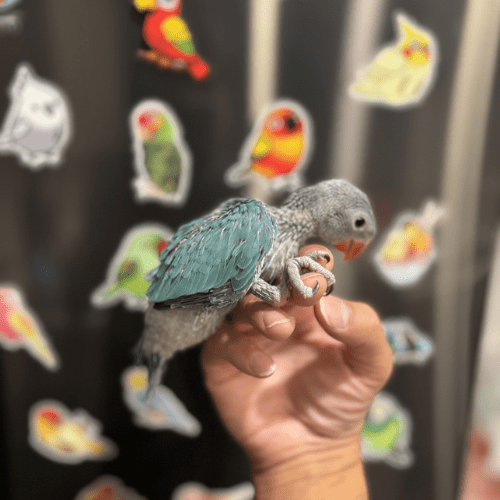 blue indian ringneck baby lmbtx