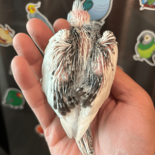 cockatiel baby lmbtx