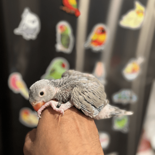 grey indian ringneck baby lmbtx
