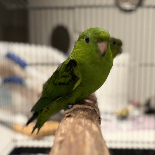 hand fed lineolated parakeet lmbtx