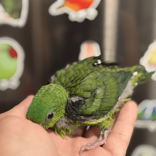 lineolated parakeet lmbtx