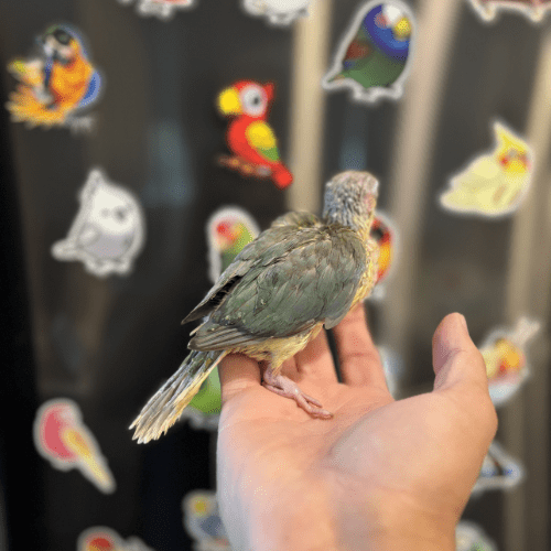 tame turquoise baby conure lmbtx