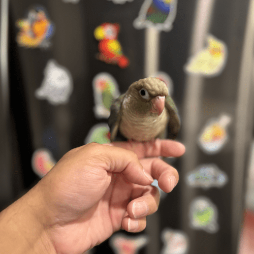 turquoise cinnamon green cheek conure lmbtx