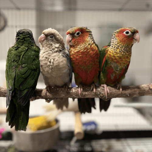 baby conures lmbtx