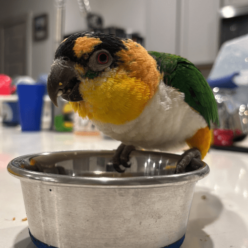 black head caique lmbtx