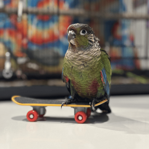 crimson bellied conure baby lmbtx