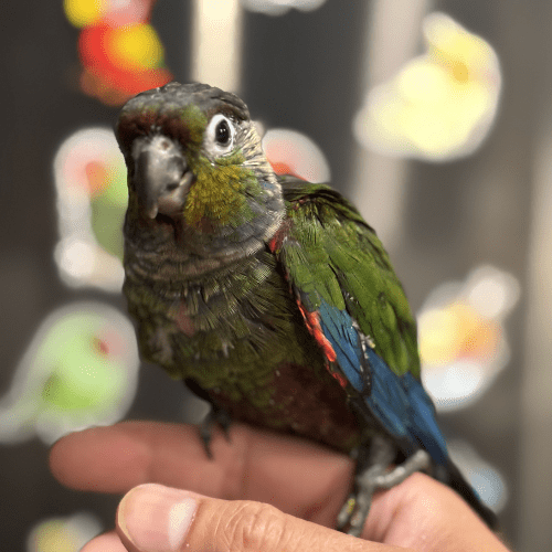crimson bellied conure baby lmbtx