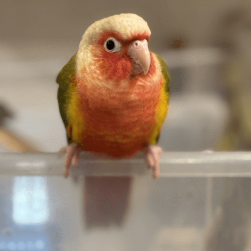 high red pineapple conure lmbtx