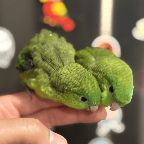 linnie parakeet lmbtx