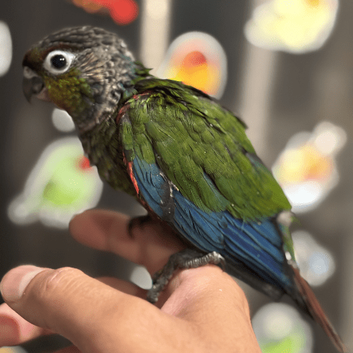 sweet crimson bellied conure lmbtx