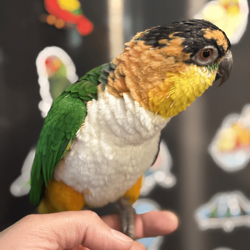 tame black head caique lmbtx