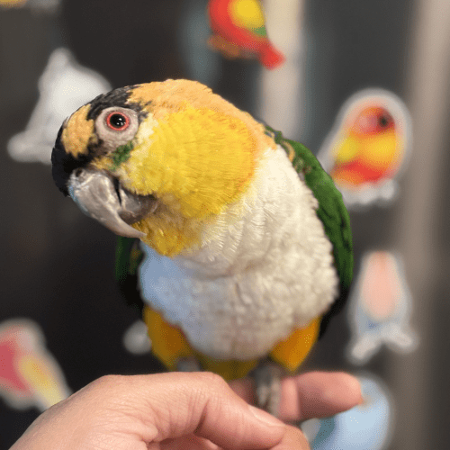 tame caique lmbtx