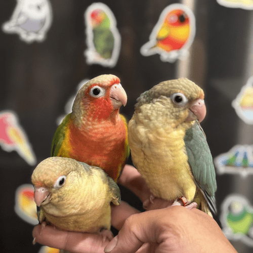 tame green cheek conure lmbtx