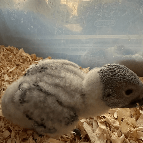 african grey baby lmbtx