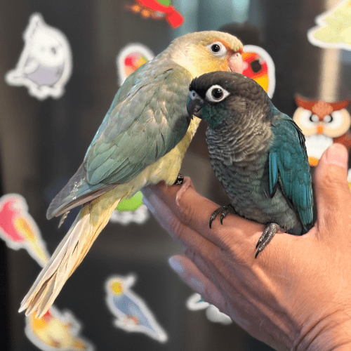 baby green cheek conure lmbtx