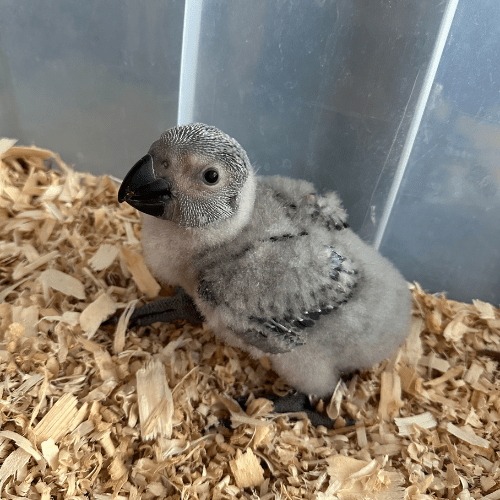 hand fed african grey congo lmbtx