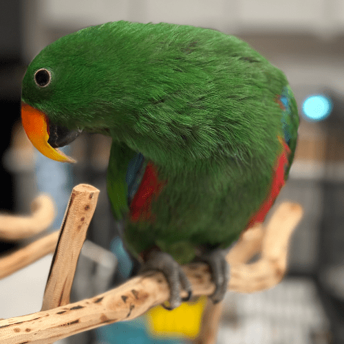 hand fed eclectus lmbtx