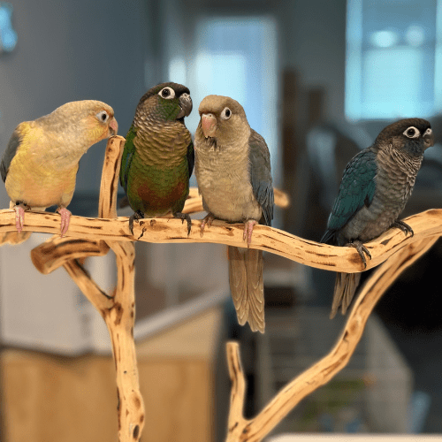 hand tame green cheek conure lmbtx