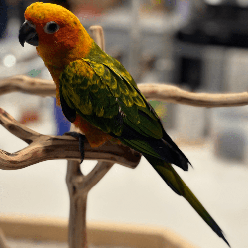 hand tame sun conure lmbtx