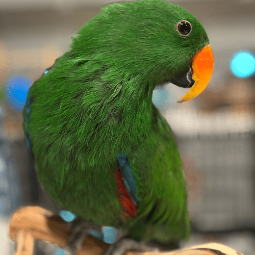 male eclectus lmbtx