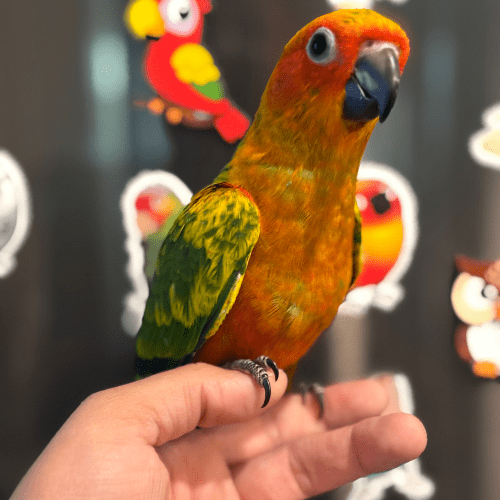 playful sun conure lmbtx
