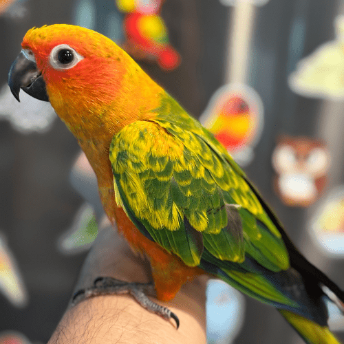 sun conure baby lmbtx