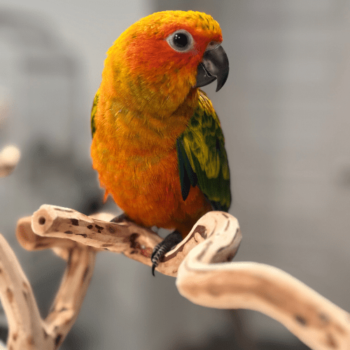 sun conure lmbtx