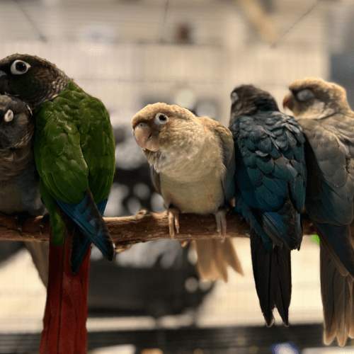 sweet green cheek lmbtx