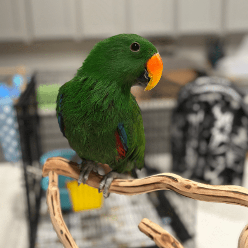 tame baby eclectus