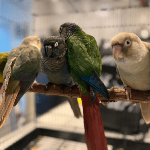 tame green cheek babies lmbtx