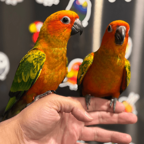 tame sun conure lmbtx