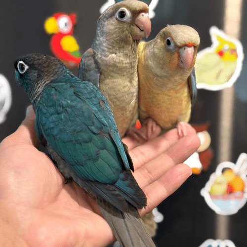 turquoise green cheek conure lmbtx