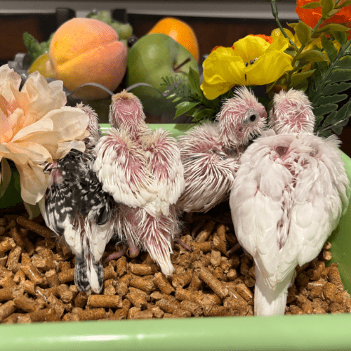 beautiful cockatiel babies lmbtx