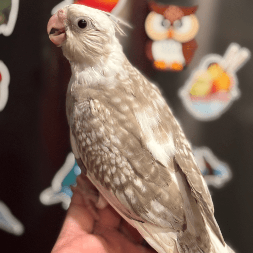 beautiful cockatiel lmbtx