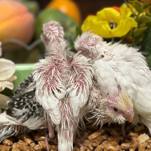 cockatiel babies lmbtx