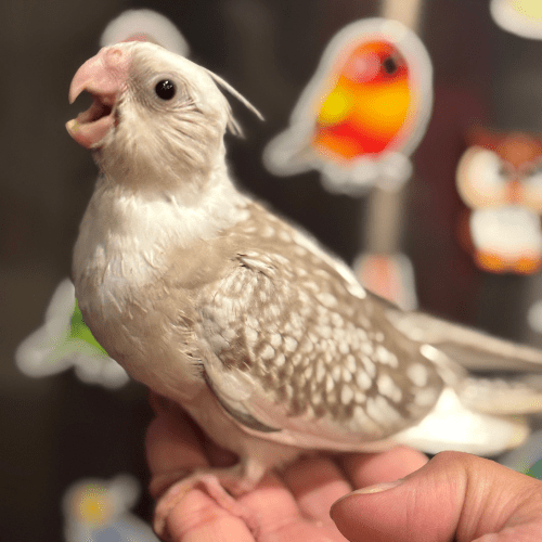 hand fed cockatiel lmbtx